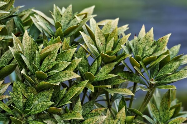 Hermosas hojas verdes cerca del lago