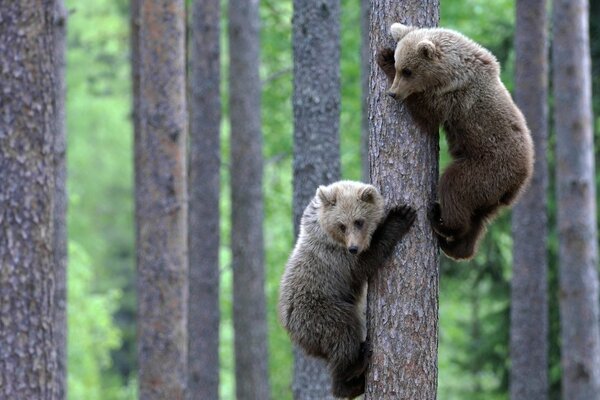 Divertidos osos jóvenes escaladores