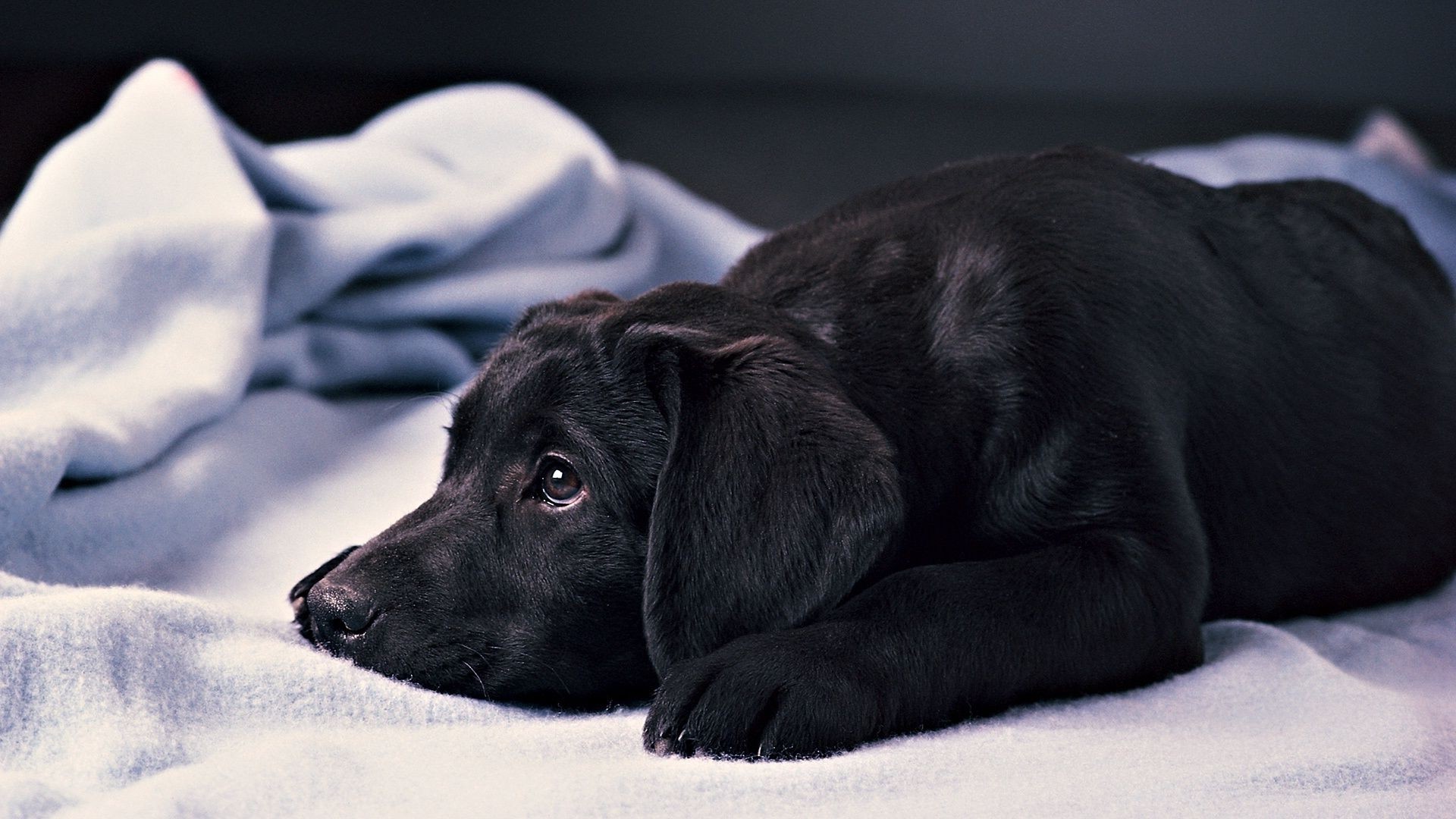 cães cão mamífero animal animal de estimação filhote de cachorro retrato cinegrafista doméstico sozinho sono monocromático