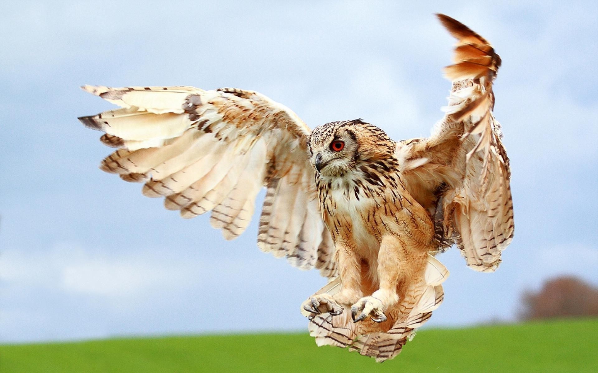 tiere vogel natur raptor tierwelt tier im freien wild eule beute flügel