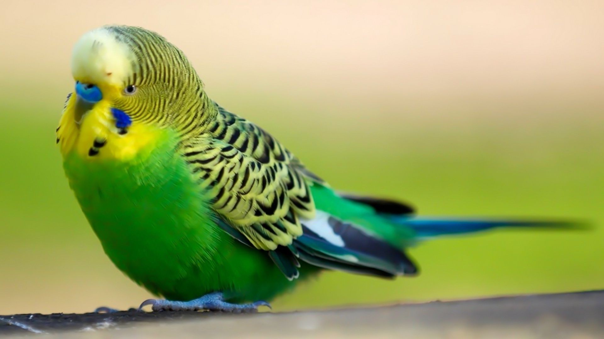 papagaio pássaro vida selvagem natureza animal selvagem tropical pena bico único asa