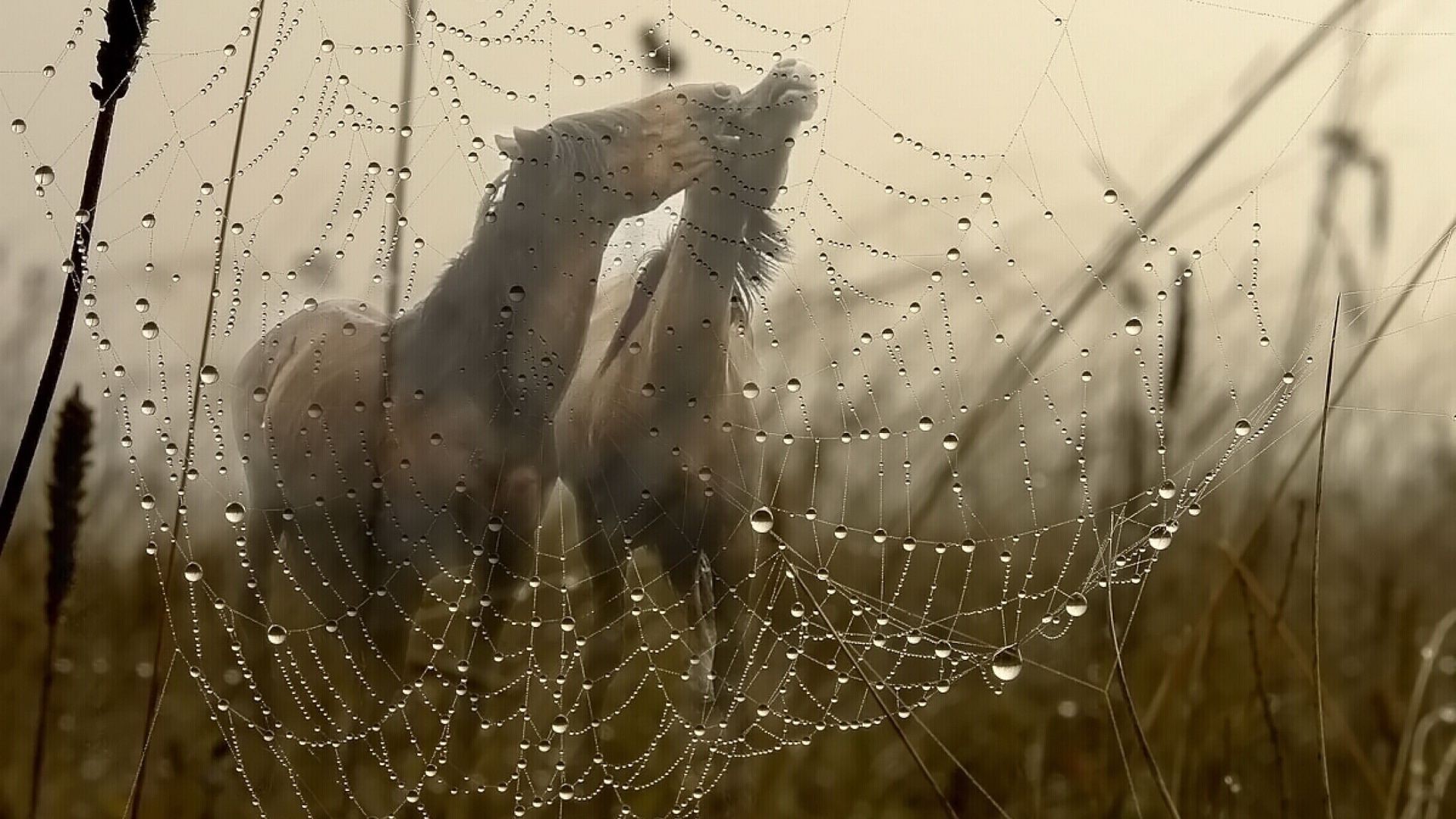 pferd spinne spinnennetz spinnennetz falle tau spinnentiere web fallen natur regen gefahr dämmerung komplizierte tropfenfänger vorlage desktop abstrakt nass