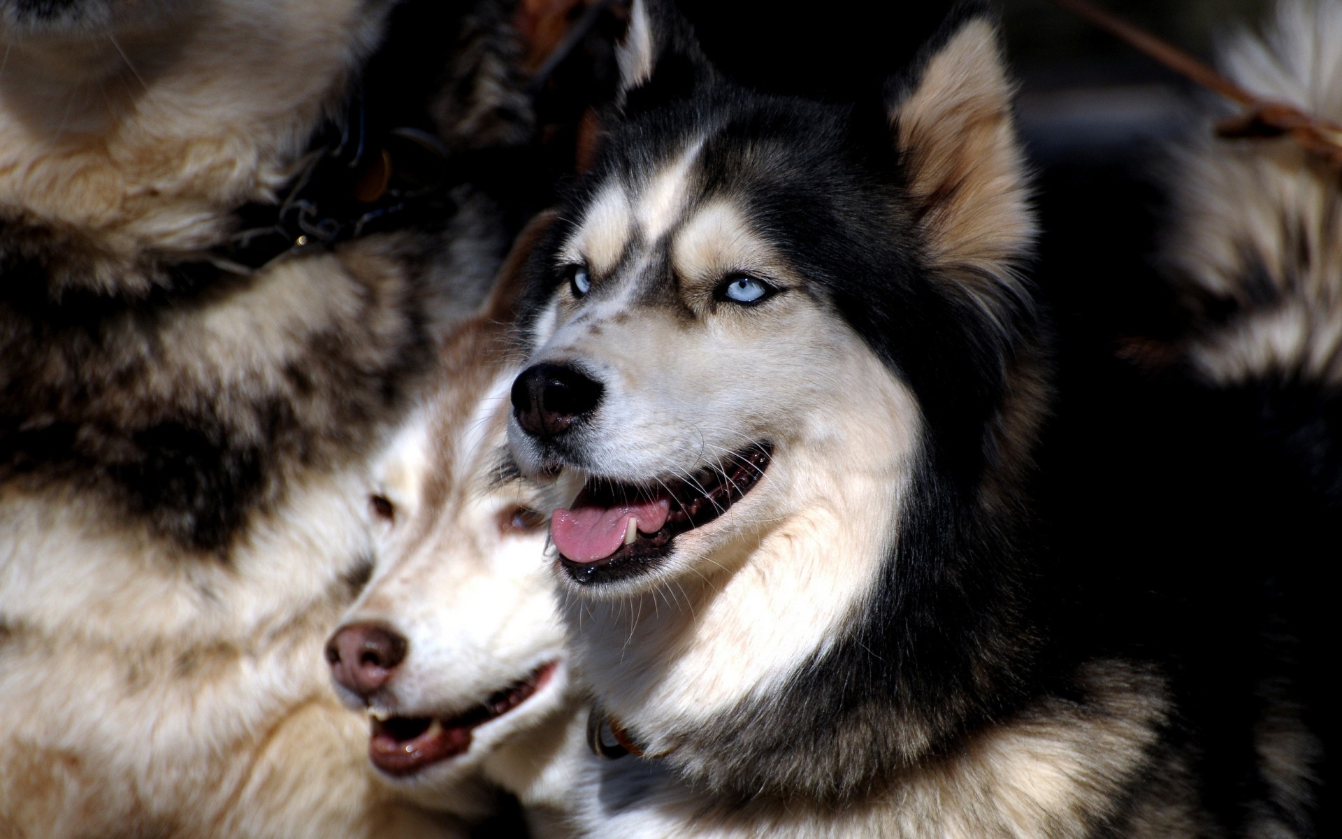 chien chien cynologue mammifère animal de compagnie mignon chiot portrait animal fourrure race loup aperçu berger sibérien pur-sang traîneau berger pedigree oeil domestique