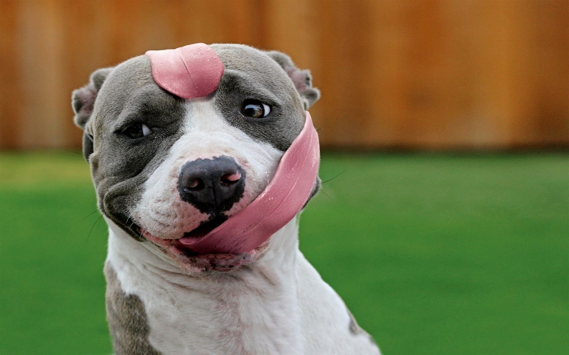 cães cão retrato mamífero animal cinegrafista animal de estimação fofa animais