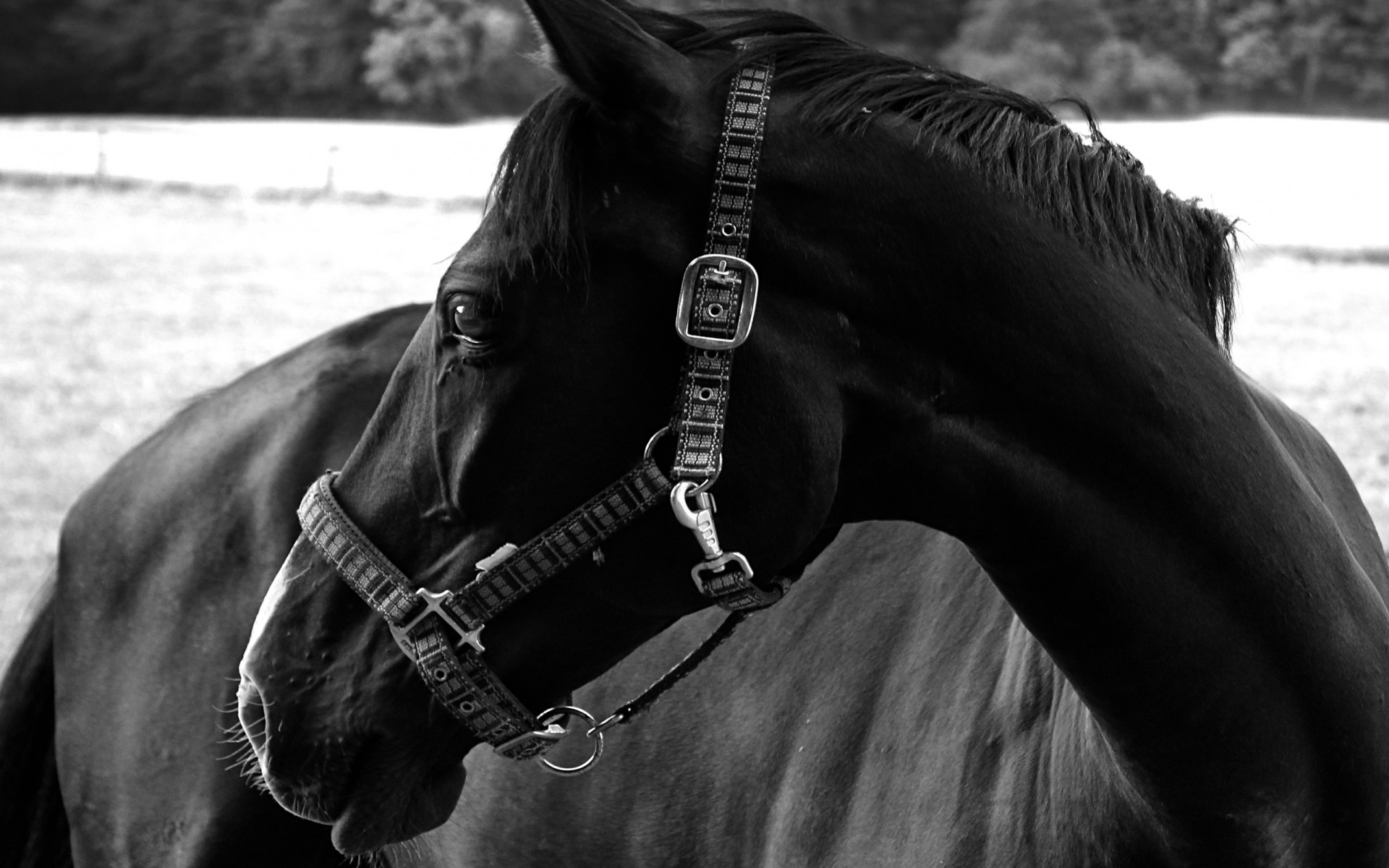 animais monocromático cavalaria sozinho retrato sentado mamífero mare cavalo adulto mulher competição criação de cavalos preto e branco