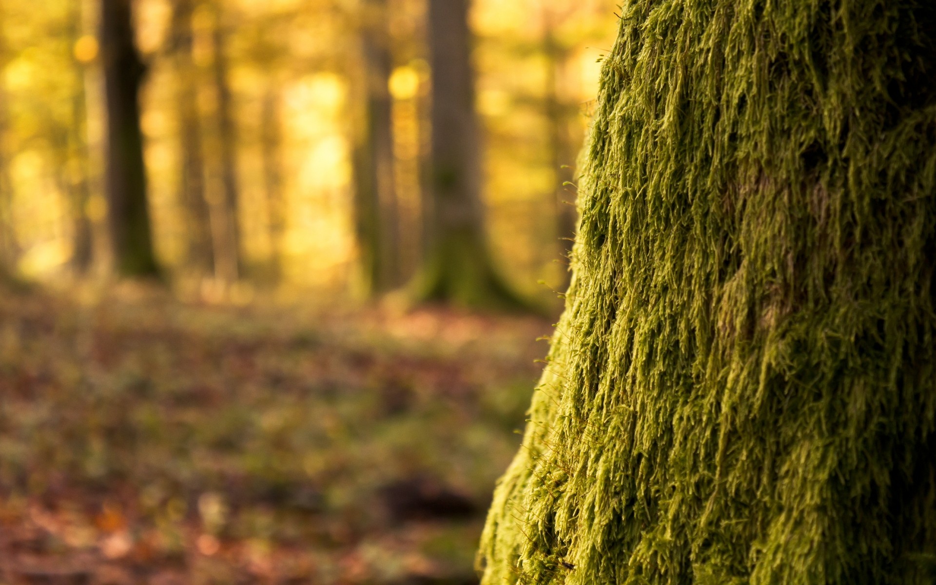 plants nature wood tree fall outdoors moss park leaf landscape fair weather light desktop season