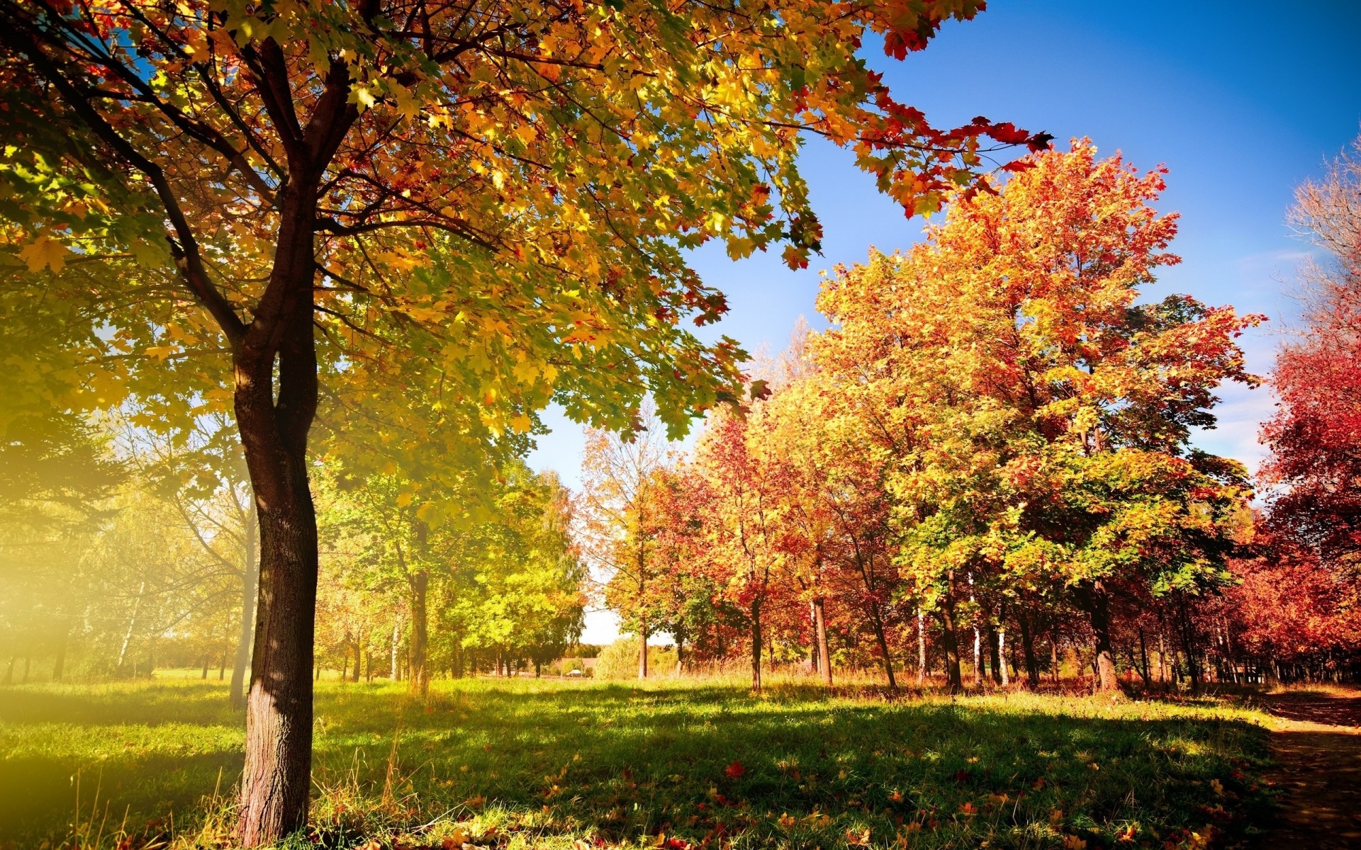 autumn fall leaf tree park nature landscape season maple outdoors wood fair weather bright scenic lush sun countryside background view trees