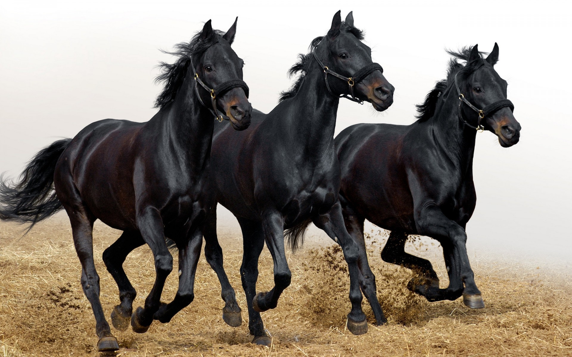 animais cavalo mamífero equestre criação de cavalos cavalaria mare garanhão puro-sangue fazenda corredor mane deco animal ação sentado pasto dois gado rápido corrida cavalos