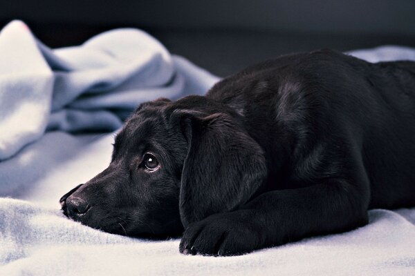 The black dog is lying on the bed