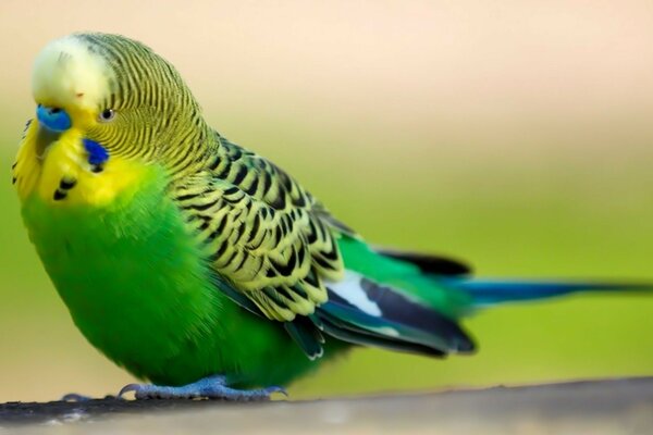 Kesha s Green pet parrot