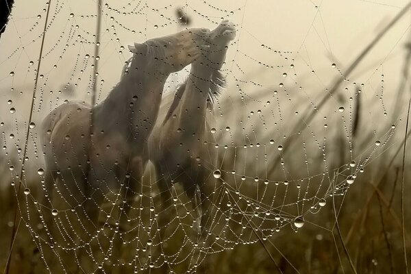 A través de la telaraña se ven los caballos