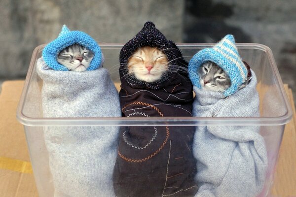 Little kittens are wrapped in a towel