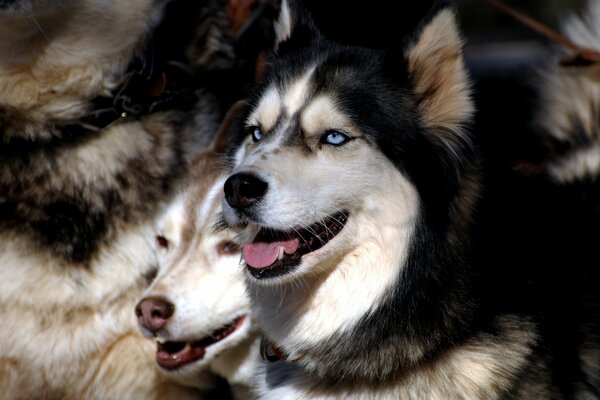 Schöne Hunde schwelgen unter der Sonne