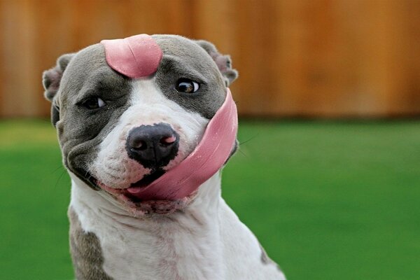 Cute dog wrapped his tongue