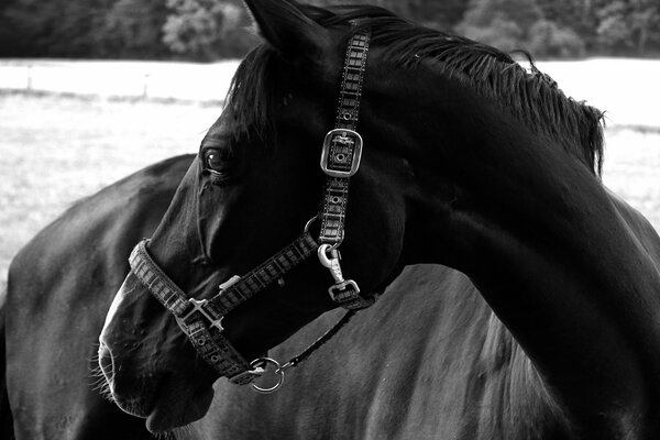 Cheval noir et blanc photographie