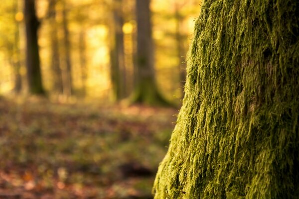 Ein Baum mit Moos in einem wunderbaren Wald