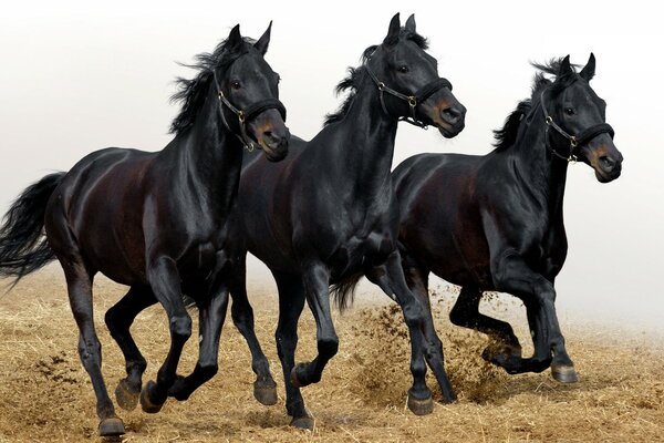 Black beautiful horses in HD quality 