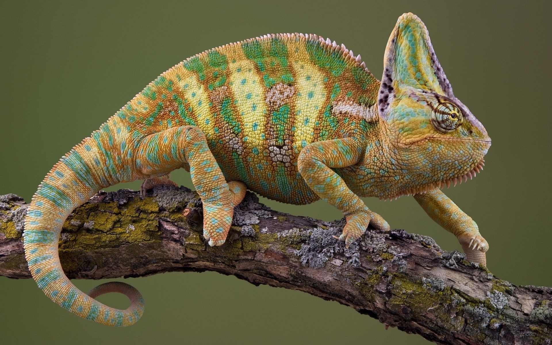 reptilien und frösche eidechse gazoo tierwelt chamäleon tier natur drache zoo baum wild farbe haustier eine wirbeltiere skala