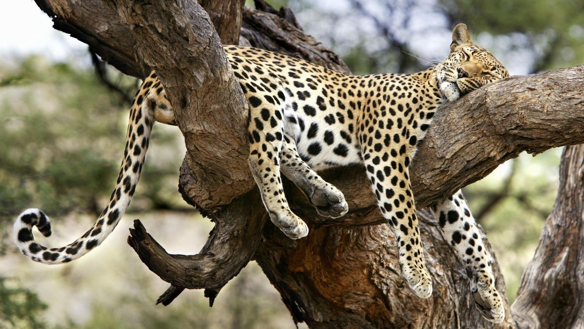 leopardos vida selvagem natureza mamífero selvagem animal safari gato predador ao ar livre jardim zoológico