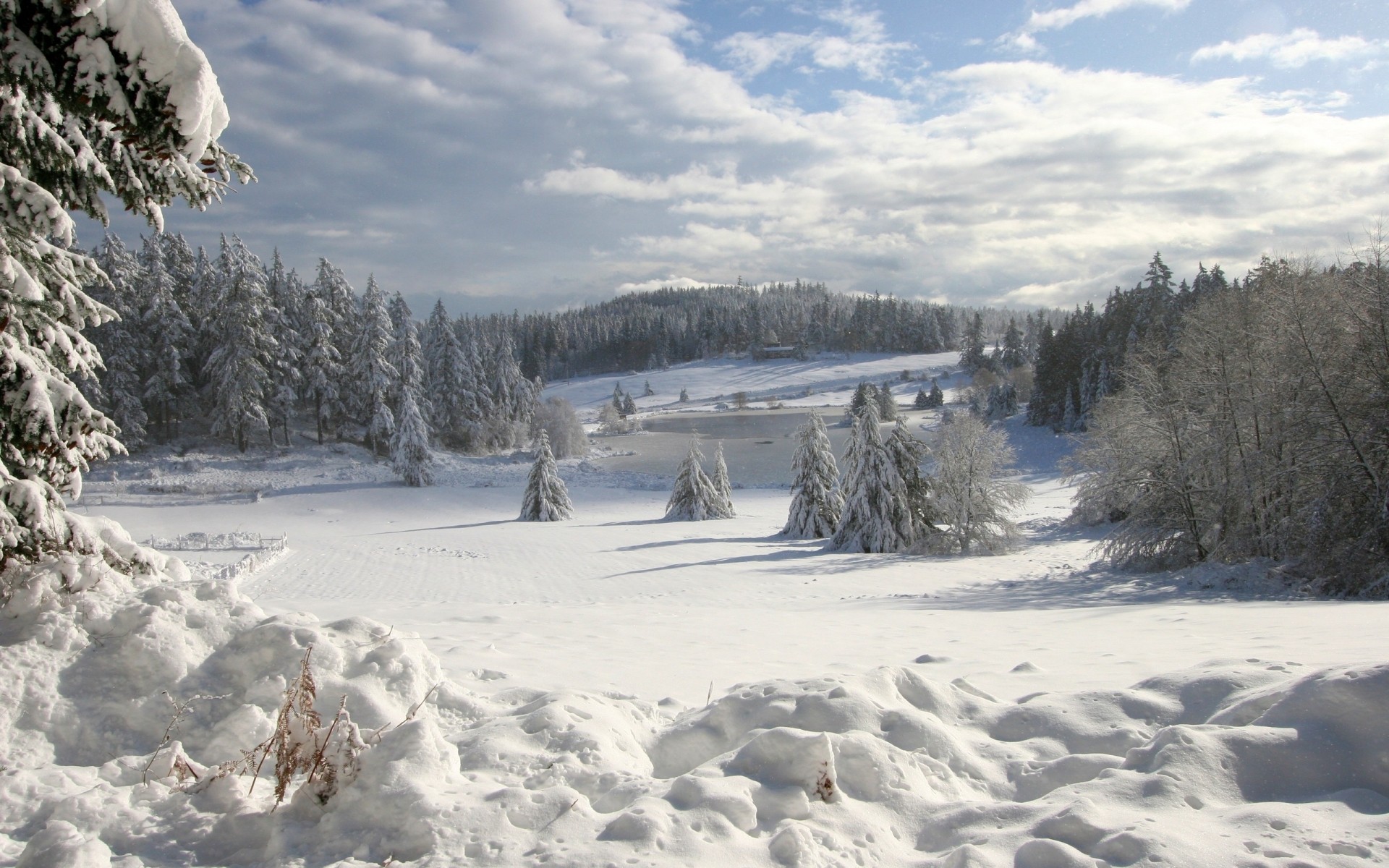 hiver neige froid glace gel congelé paysage montagne météo bois bois scénique givré neigeux tempête de neige congère colline arbres paysage nature