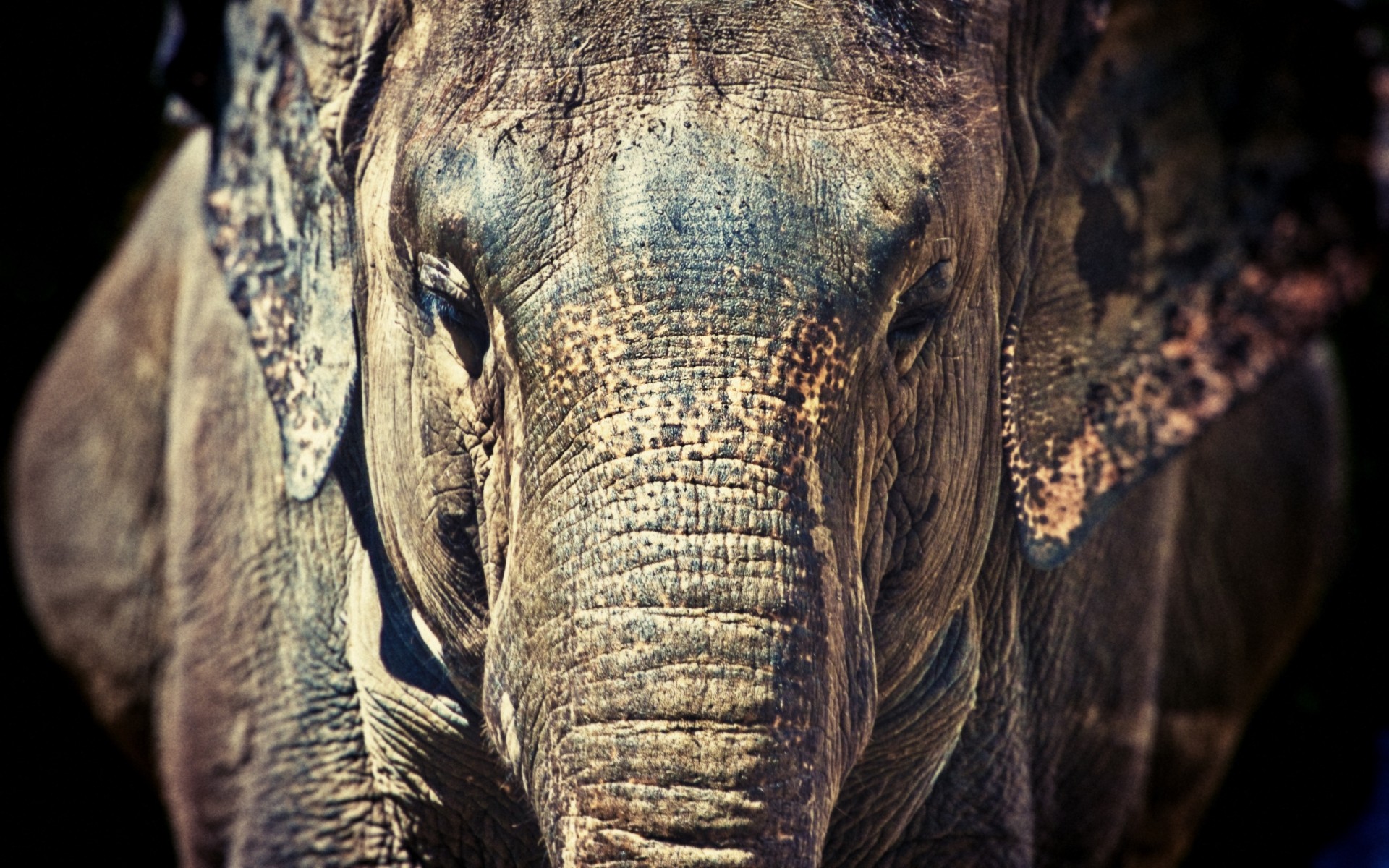 animais natureza velho cabeça elefante animal couro close-up textura vida selvagem