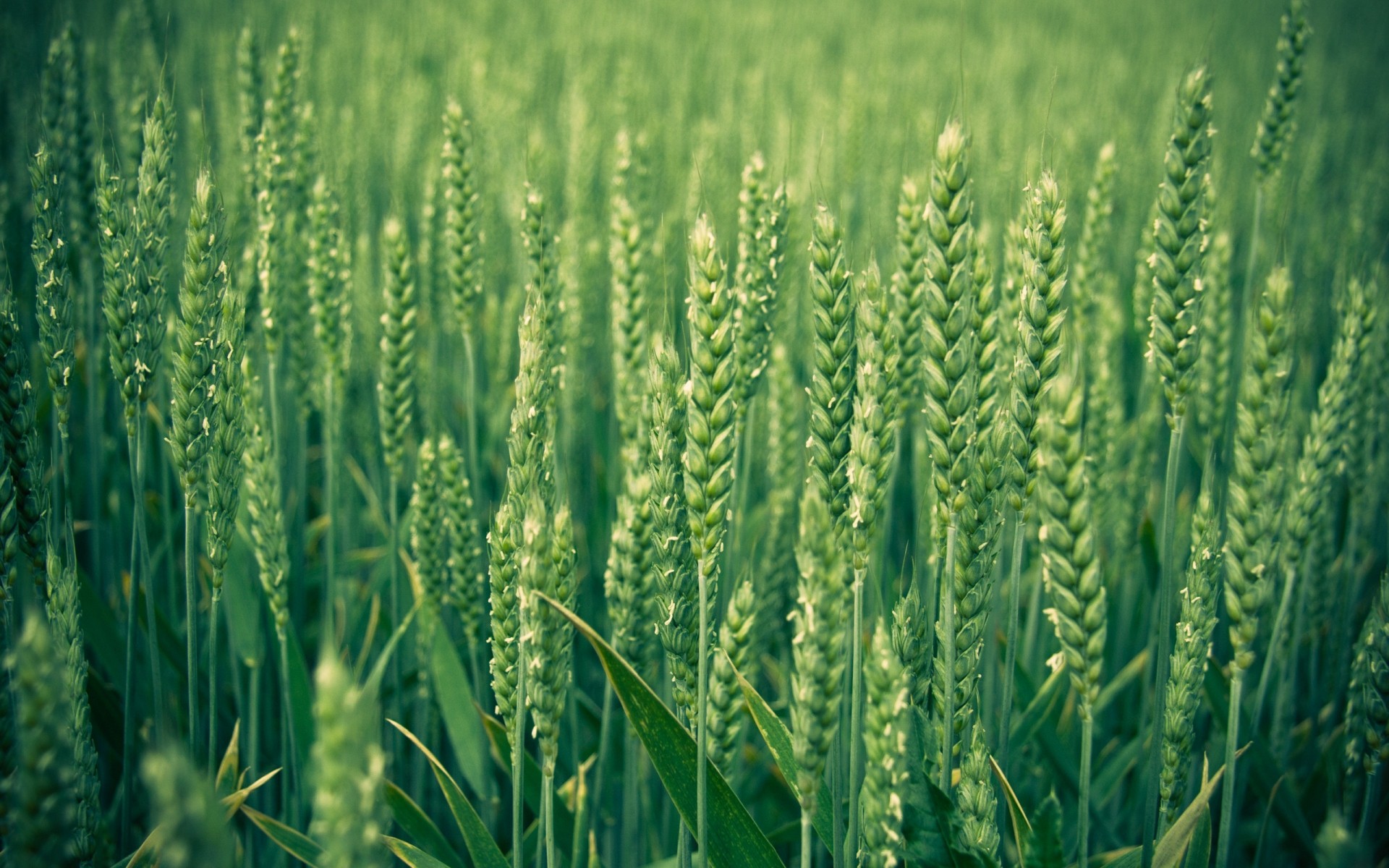 plants cereal pasture wheat agriculture rural crop farm growth field corn summer flora countryside food nature outdoors bread rye grow