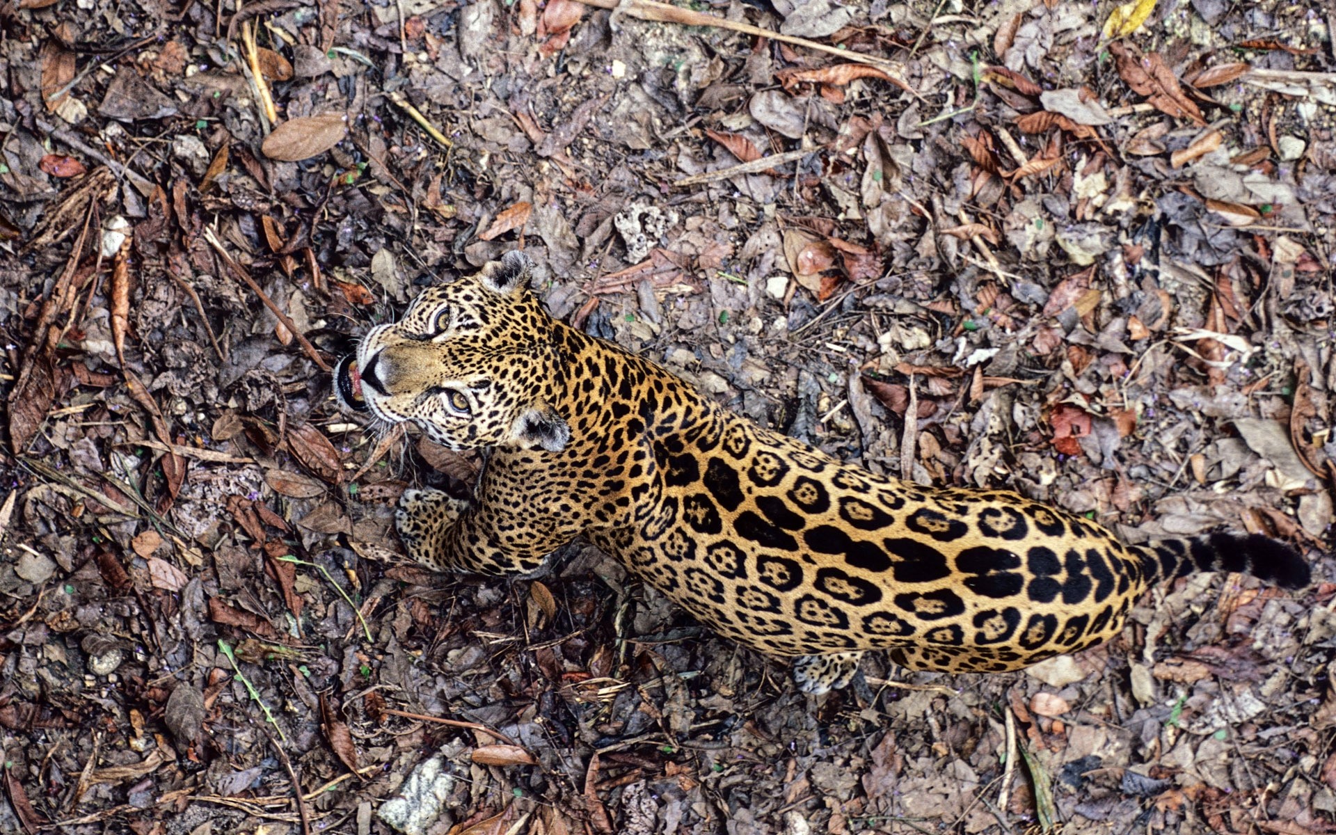 animaux la nature la faune sauvage à l extérieur modèle mammifère léopard