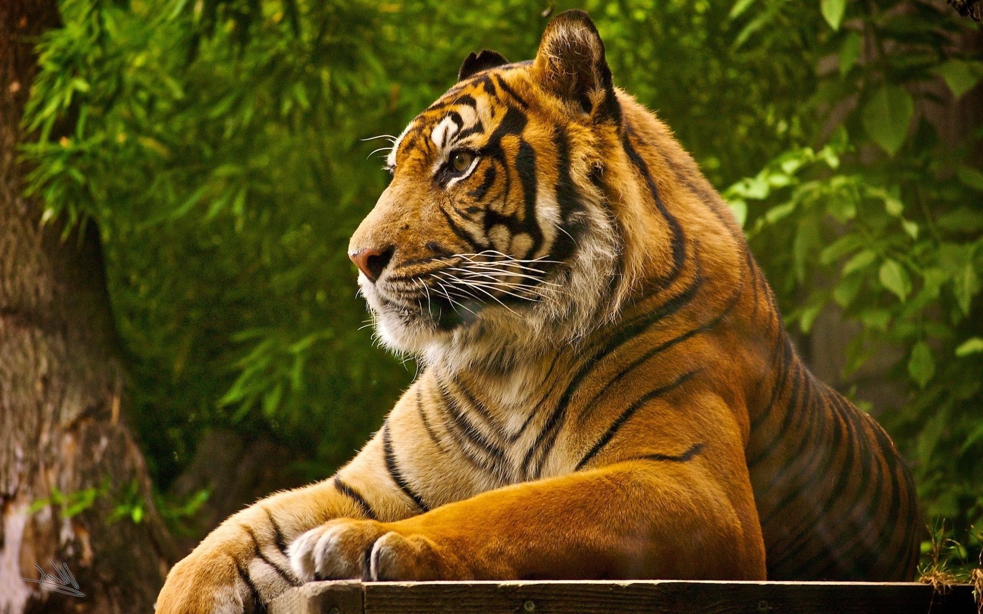 tigres tigre gato selva vida silvestre depredador grande cazador mamífero peligro carnívoro animal salvaje safari naturaleza zoológico caza piel retrato malvado capítulo