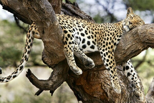 A leopard sleeps on a dry tree