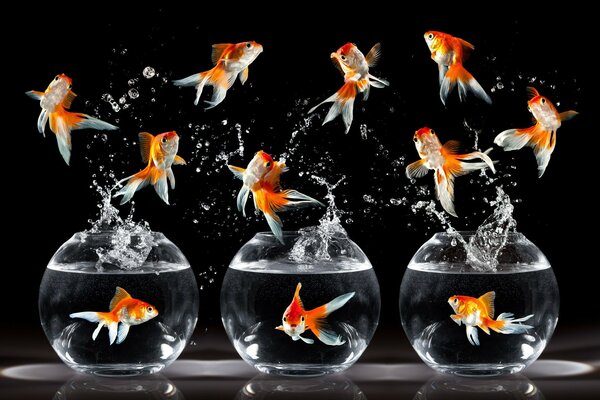 Photoshop en action. Beaux poissons