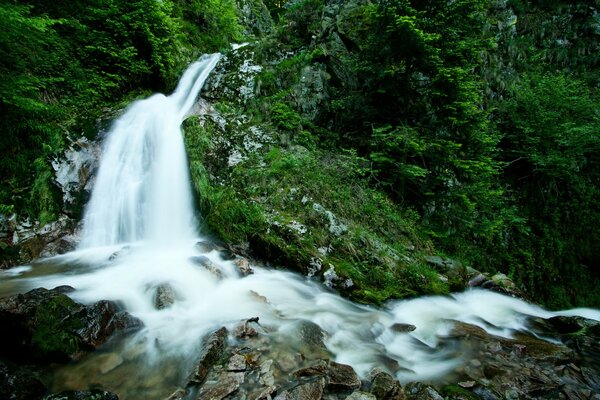 Foto eines Wasserfalls im grünen Wald