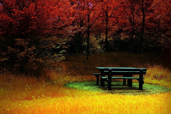 Paisaje con banco y mesa en el bosque de otoño