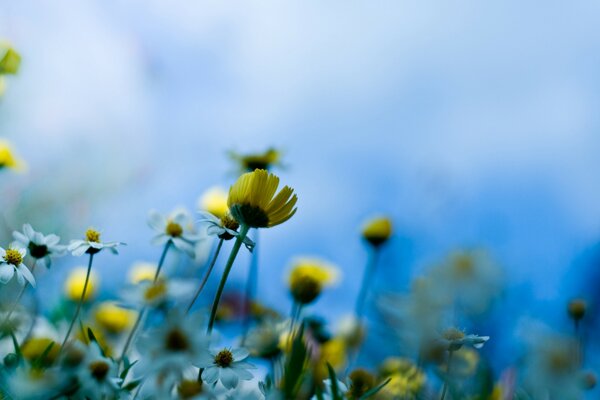 Field daisies bees paradise