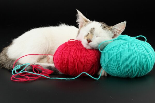 Süße schlafende Katze. Gewirr von Fäden