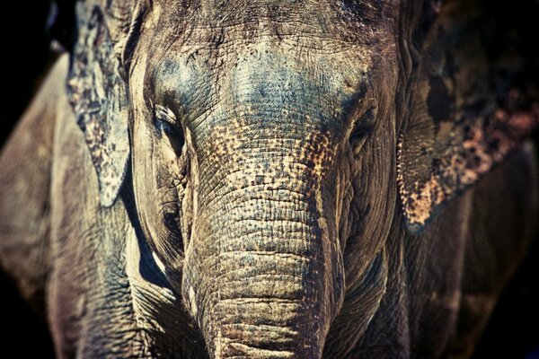 Nature the head of an old elephant