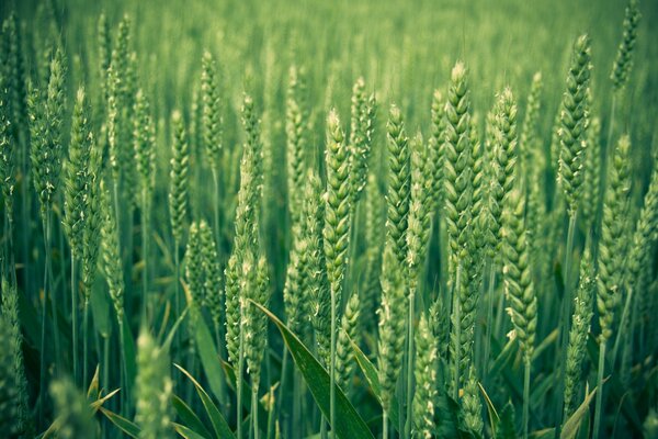 Frisches Grün des jungen Weizens