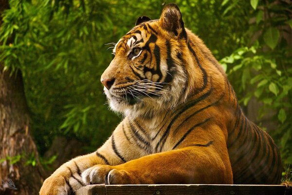 Selva salvaje gato grande tigre