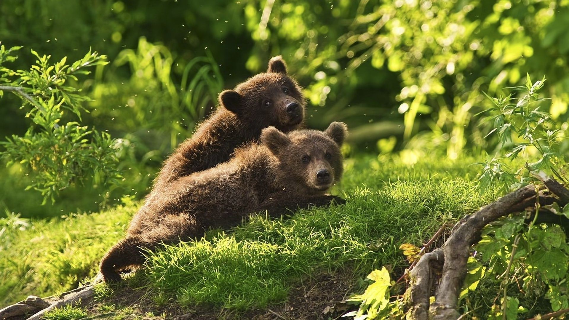 ours mammifère la faune nature herbe à l extérieur sauvage animal fourrure bois parc mignon