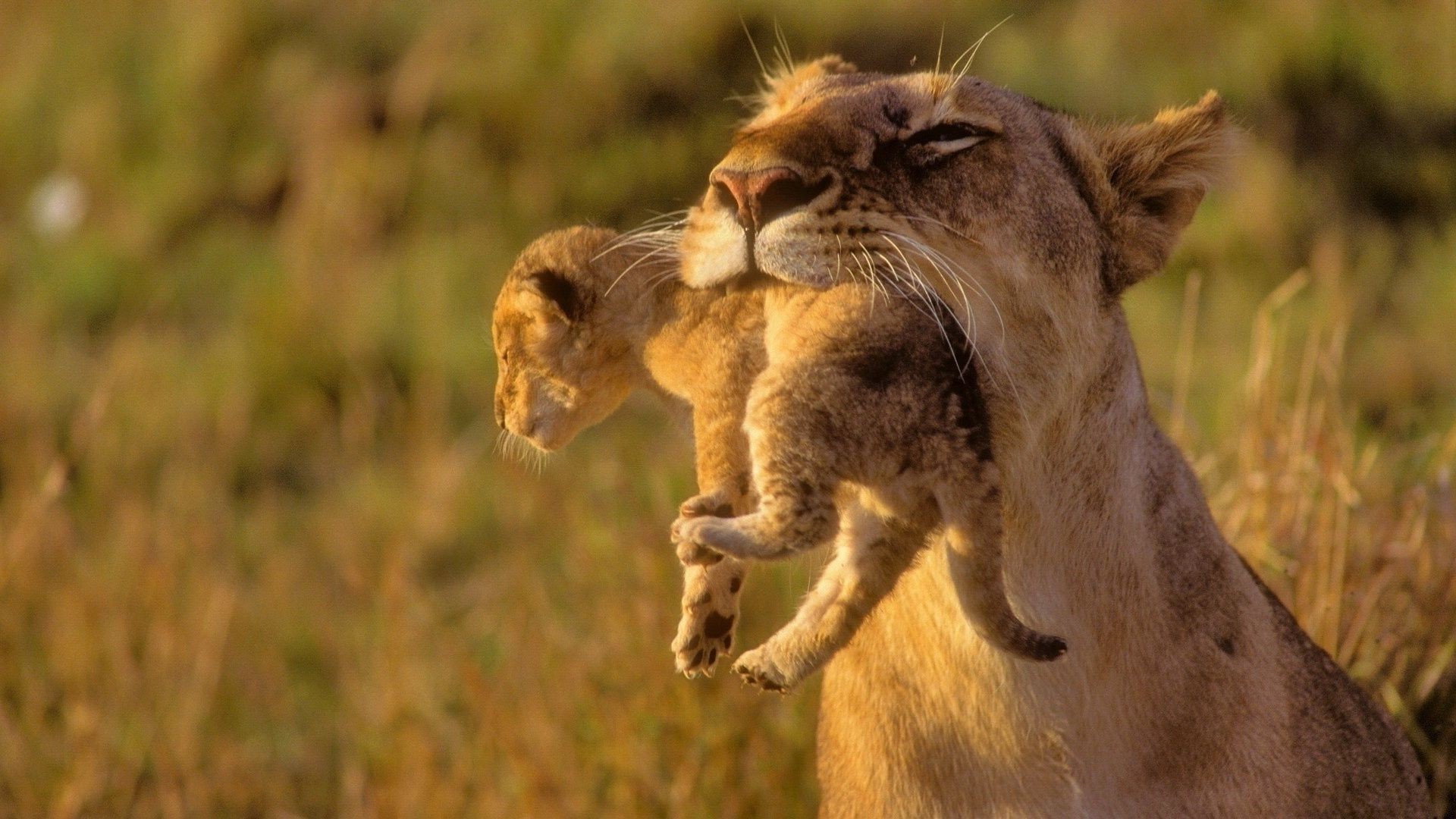 leoni gatto fauna selvatica leone mammifero animale natura predatore safari erba leonessa selvaggio ritratto grande gatto carino