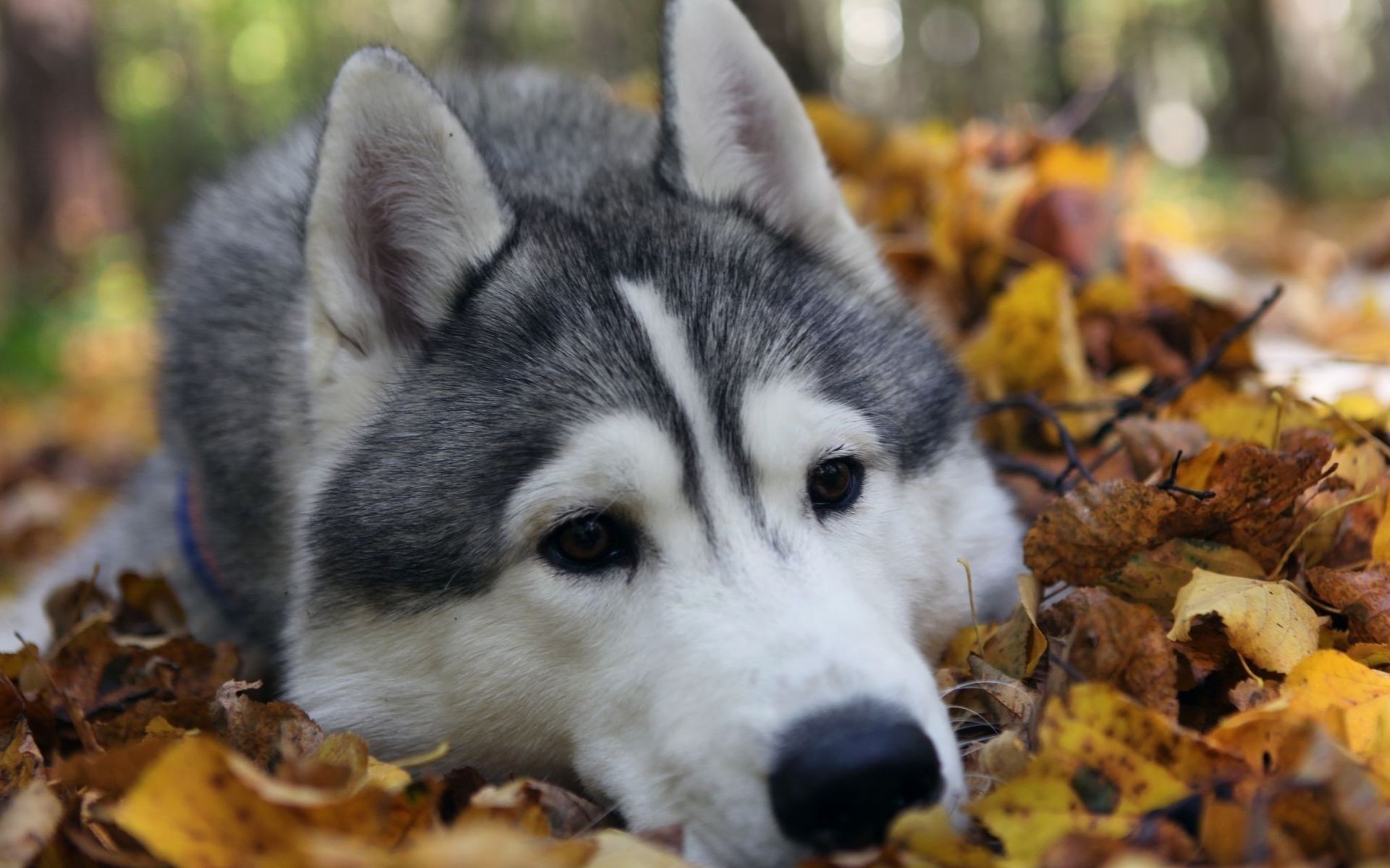 dogs cute portrait nature mammal animal fall outdoors dog eye