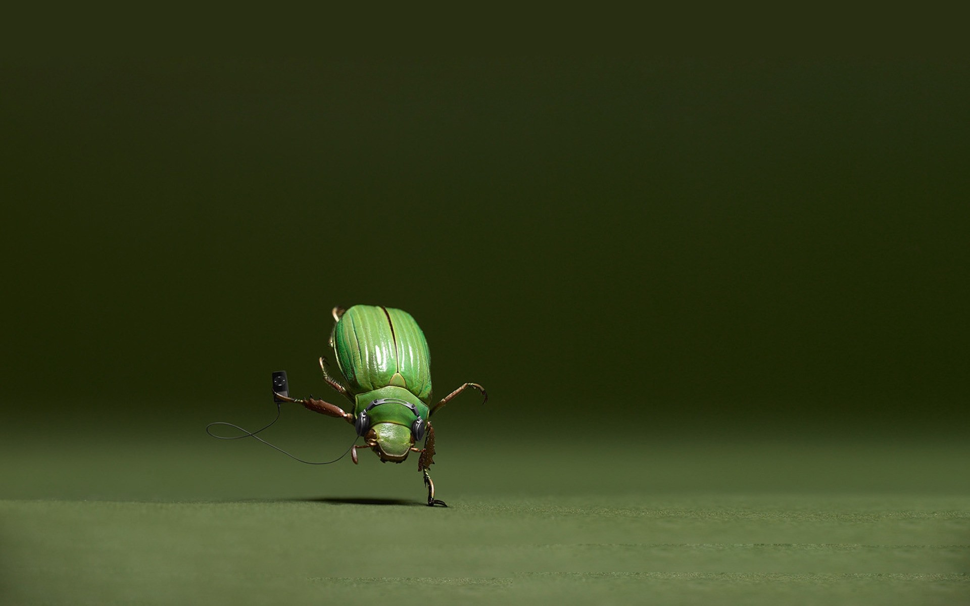 tratamiento fotográfico insecto escarabajo naturaleza vida silvestre hoja mariquita hierba lluvia animal volar