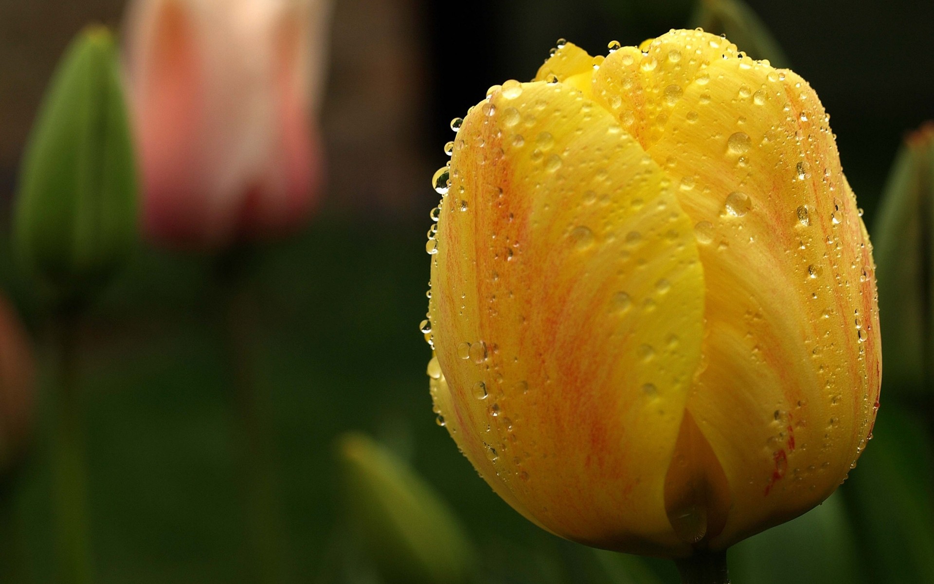 blumen blume natur tulpe blatt flora sommer garten tau hell liebe regen farbe im freien ostern blütenblatt