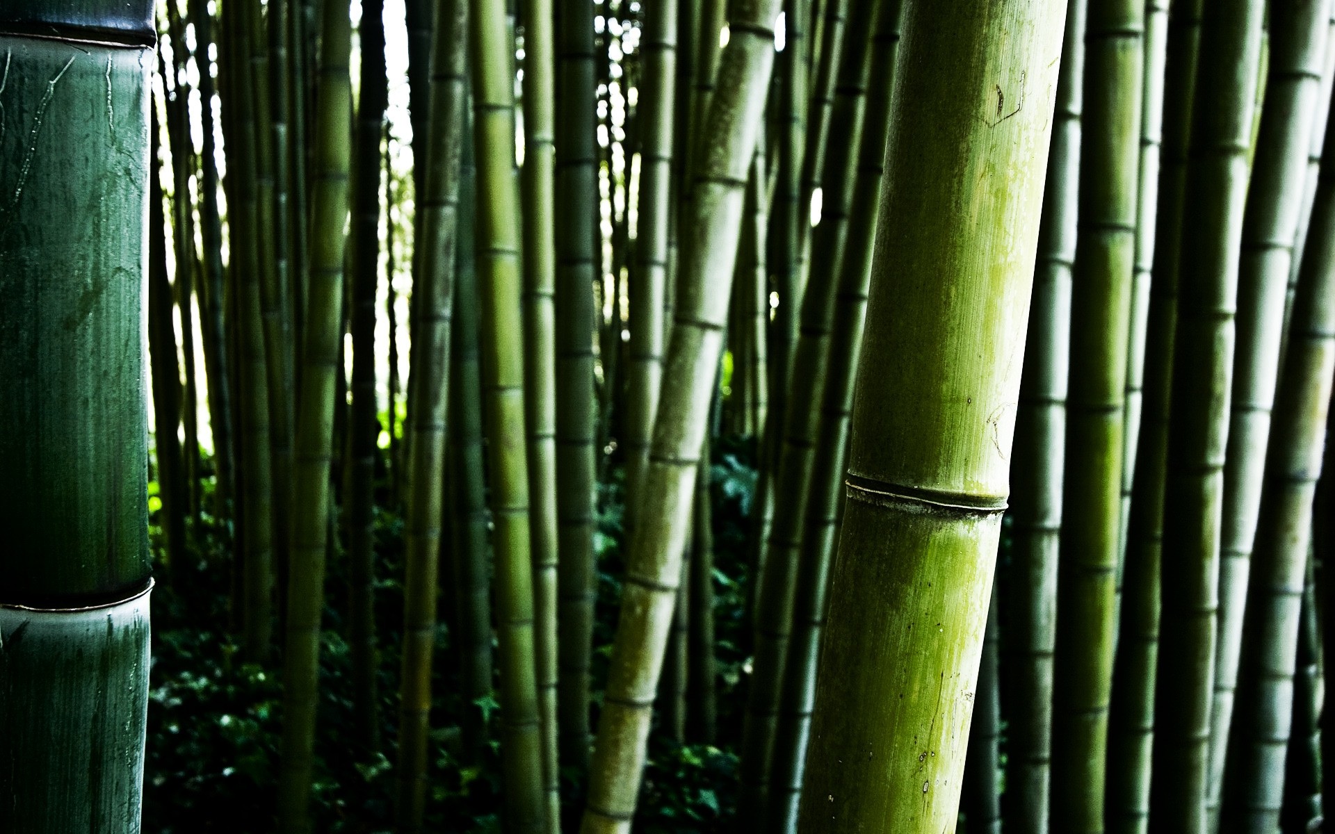 pflanzen bambus zen blatt üppig tropisch natur wachstum schale flora holz stick holz garten textur desktop