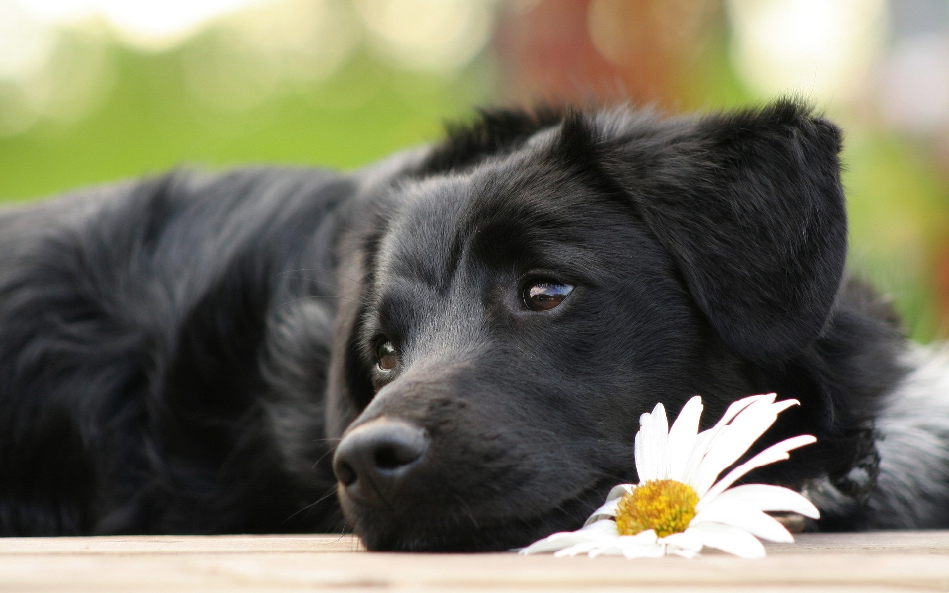 dogs dog animal pet mammal cute canine puppy portrait young little domestic looking fur