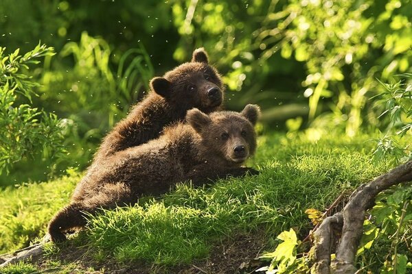 Bären wärmen sich in der Sommersonne