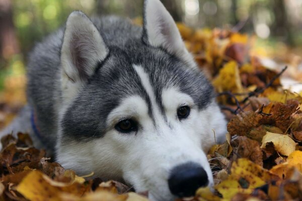 Husky sonbahar yapraklarında yatıyor