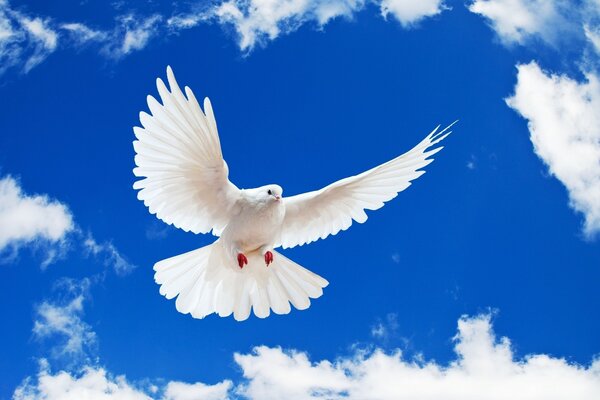 A white bird in flight. Freedom and heaven