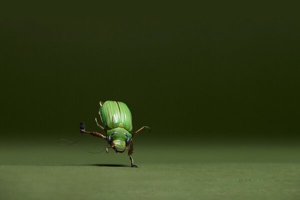 Procesamiento fotográfico de escarabajos en la naturaleza