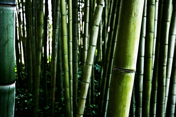 Moitas de bambu close-up