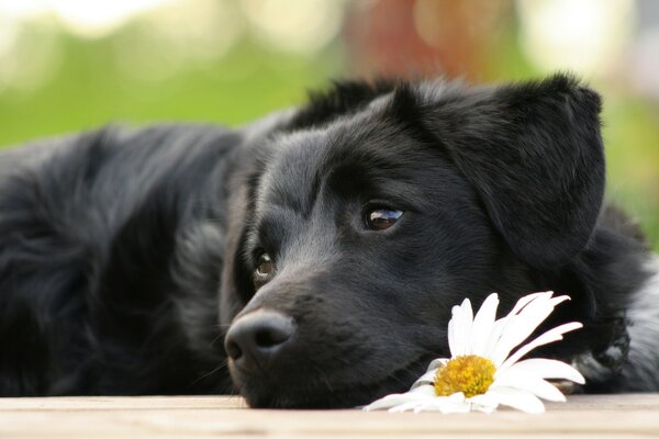 O cão é um amigo fiel do homem